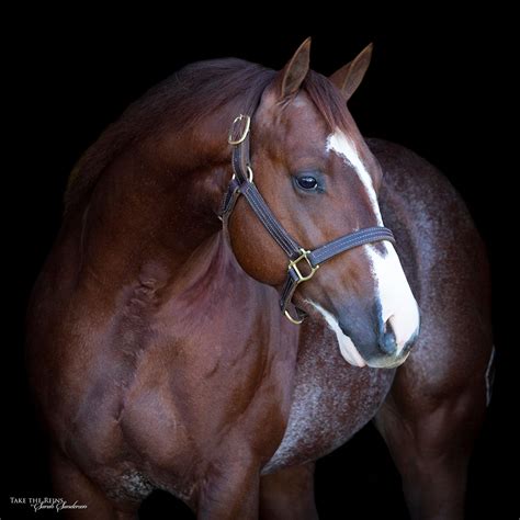 bveh stallion station.